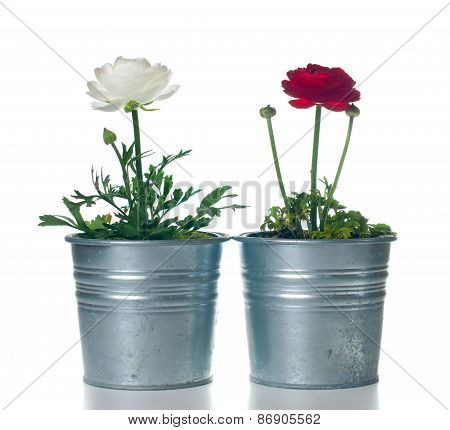 Buttercups