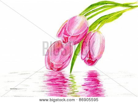 Three Pink Tulips