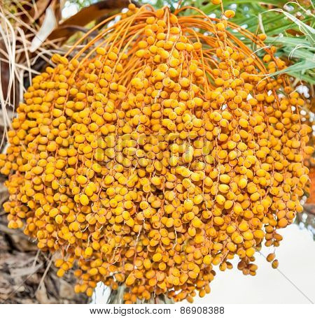 Dates on a palm tree in Sicily, Italy.