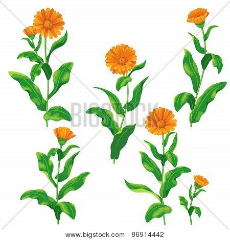 Calendula Flowers Set