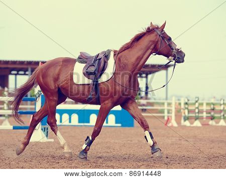 The Sports Horse Trots.