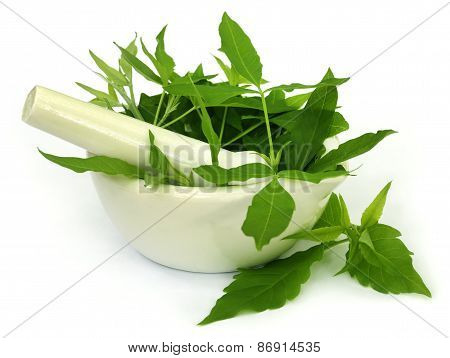 Medicinal Nishinda Leaves With Mortar And Pestle