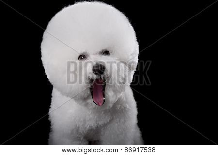 Bichon Frise