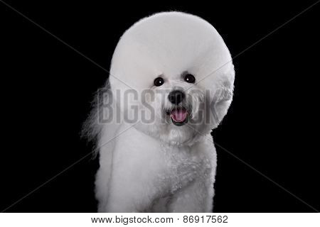 Bichon Frise