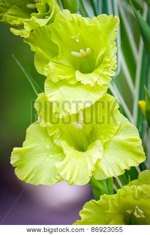 Gladioli Flowers On Green Meadow Background