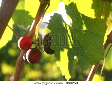 Malé hroznové Cluster