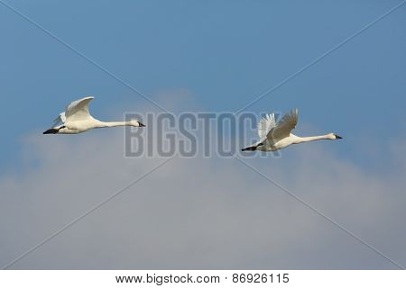 Pair Of Tundra Swans In Flight