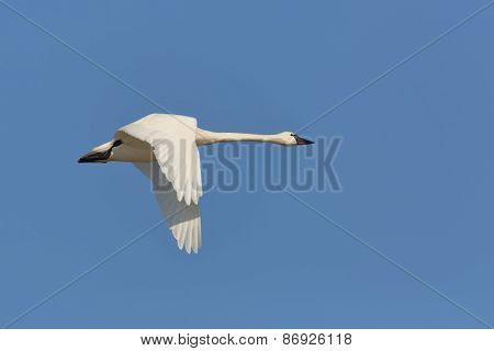 Tundra Swan Flying Against A Blue Sky