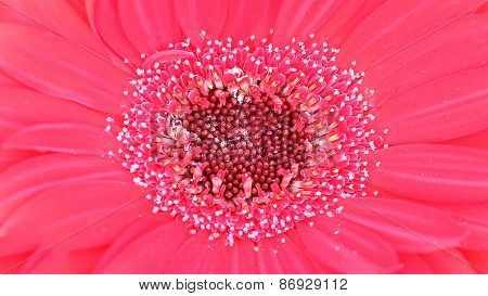 Pollen Of Pink Gerbera Flower Inside Macro Shot