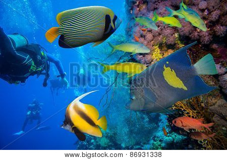 Tropical Fish and Coral Reef on Red Sea