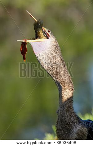 Anhinga Swallowing Fish