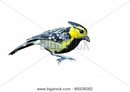 Yellow-cheeked Tit