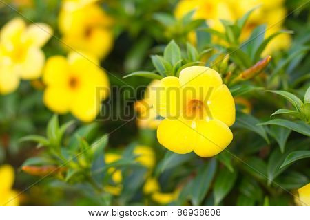 Allamanda cathartica in the garden under sunlight