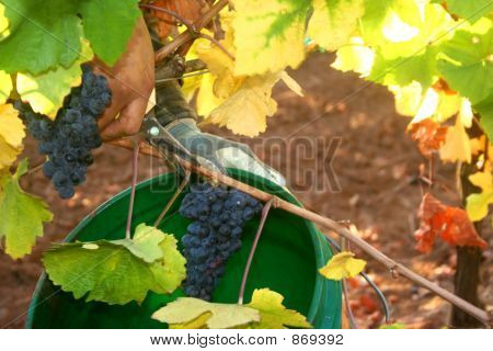 Sklizeň hroznů clusteru