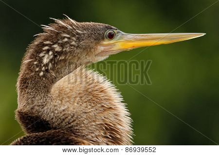 Portrait Of Female Anhinga