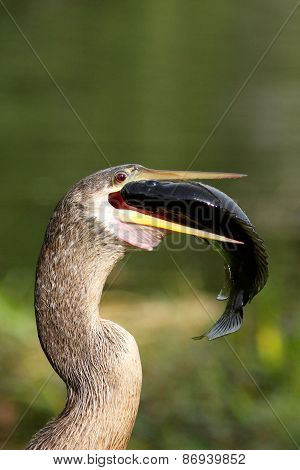 Anhinga Eating Fish