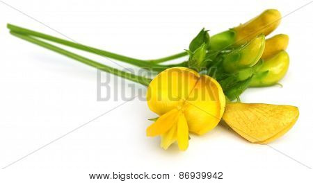 Medicinal Pigeon Pea Flower