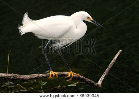 Snowy Egret