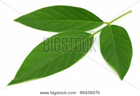 Medicinal Pigeon Pea Leaves