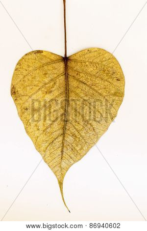 Heart shaped Peepal tree leaf on a plain background