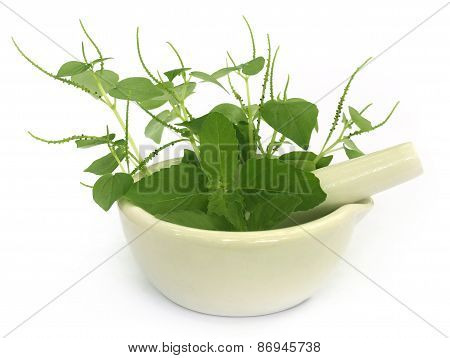 Medicinal Herbs On Mortar With Pestle