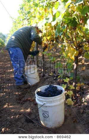 Muž sklizeň hroznů