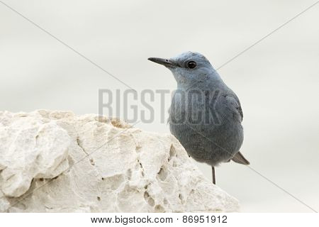 Blue Rock Thrush