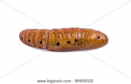 Butterfly Pupa Isolated On White Background