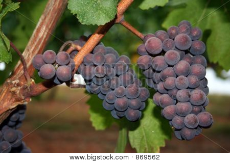 Zralé víno hrozny