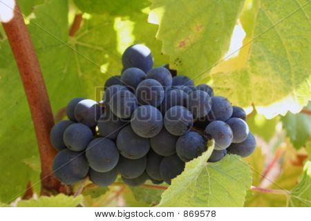 Malé hroznové Cluster