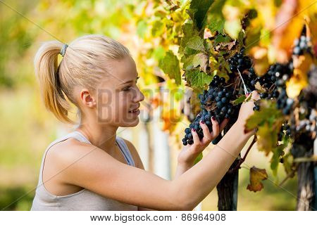 Beautiful Young Blonde Woamn Harvesting Grapes In Vineyard
