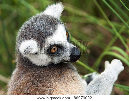 Ring-tailed Lemur (lemur Catta)