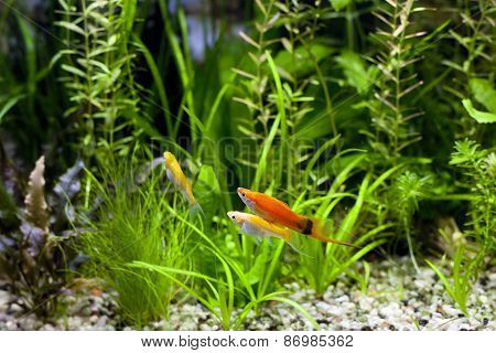 Cremecicle Lyretail Molly And Red Wag Swordtail