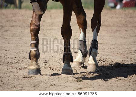 Close Up Of Brown Horse Legs With Boots