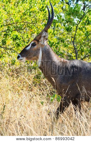 Close Up Defassa Waterbuck