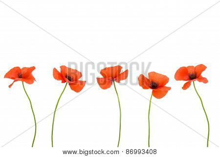 Beautiful red poppies