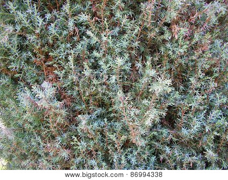 Fir-tree Needles. Background