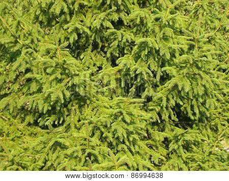 Fir-tree Needles. Background