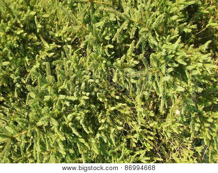 Fir-tree Needles. Background
