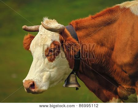 Hereford cow portrait and bell