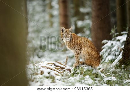 Eurasian Lynx Cub Standing In Winter Colorful Forest With Snow