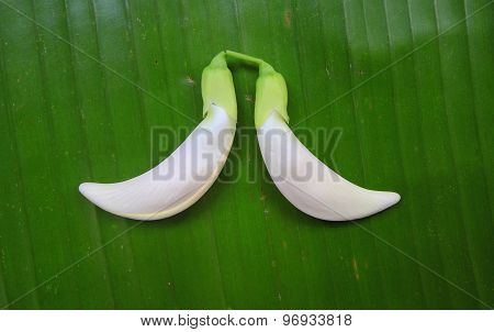 Close Up Organic Agasta On Green Background