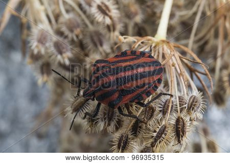 Red striped Graphosoma lineatum/Graphosoma semipunctatum on plant