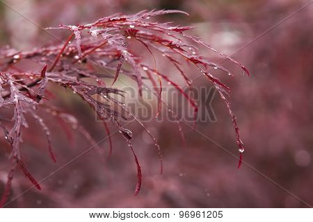 Japanese Maple