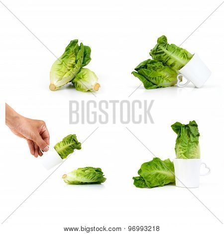 Baby Cos Lettuce Put In Beautiful Cup Isolate On White