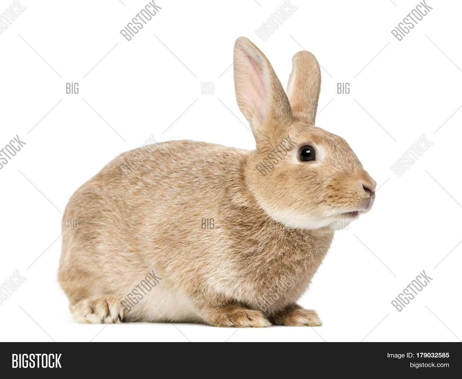 Brown Rabbit Lying, Image & Photo (Free Trial) Bigstock