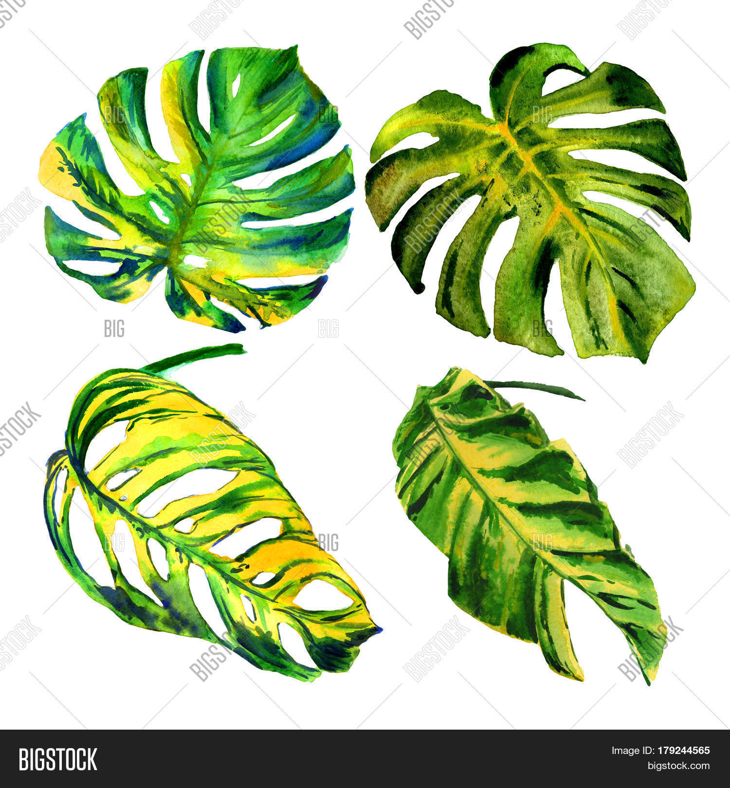 Tropical Hawaii Leaves Image & Photo (Free Trial) | Bigstock