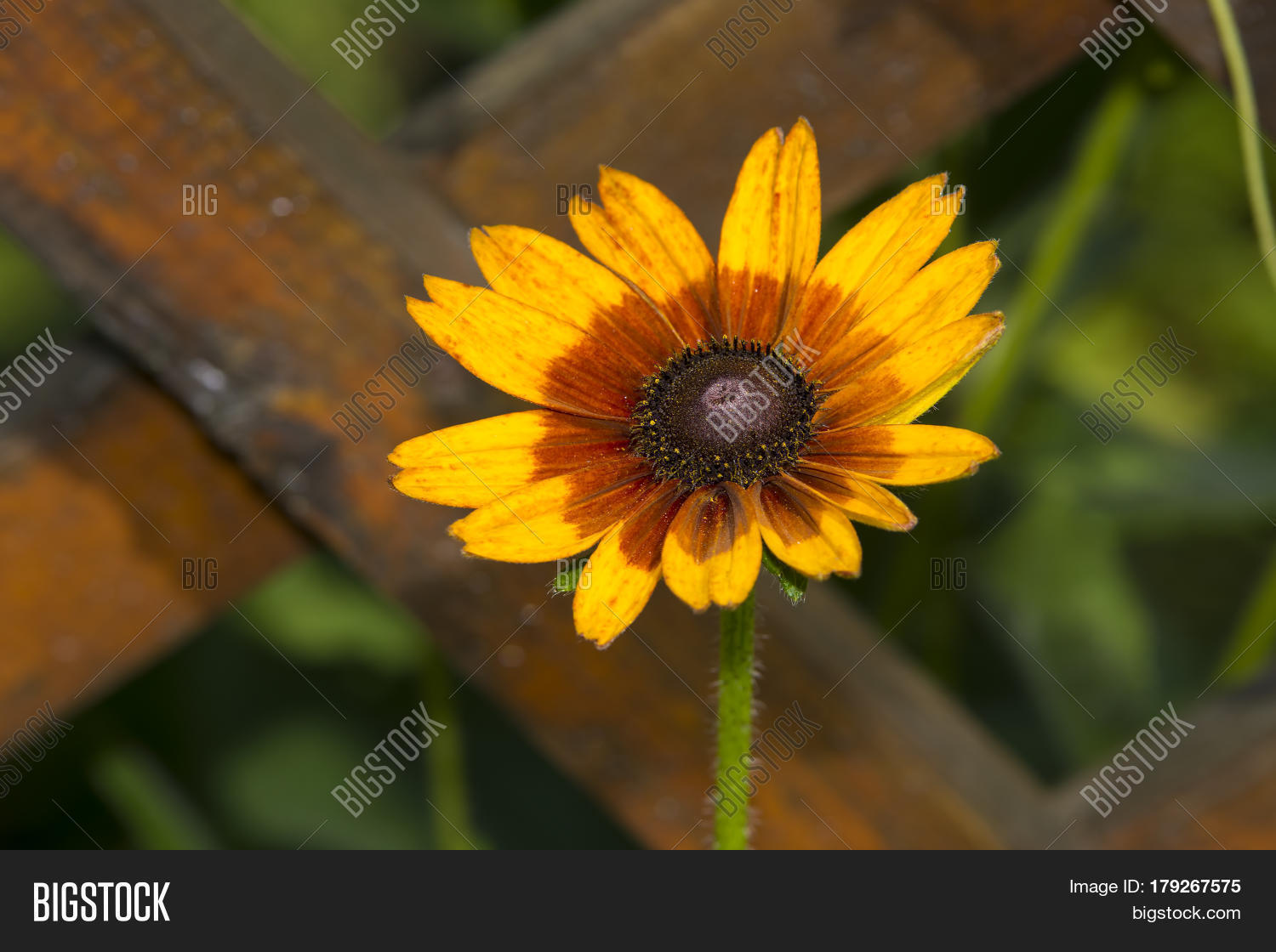 Yellow Brown Daisy Image & Photo (Free Trial) Bigstock