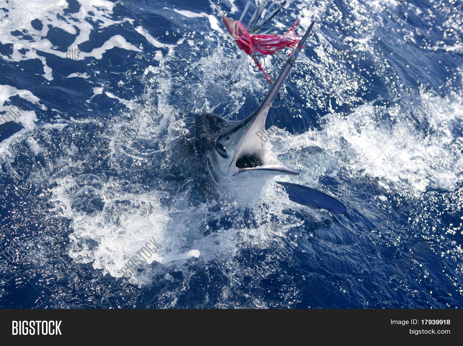 Atlantic White Marlin Image & Photo (Free Trial) | Bigstock