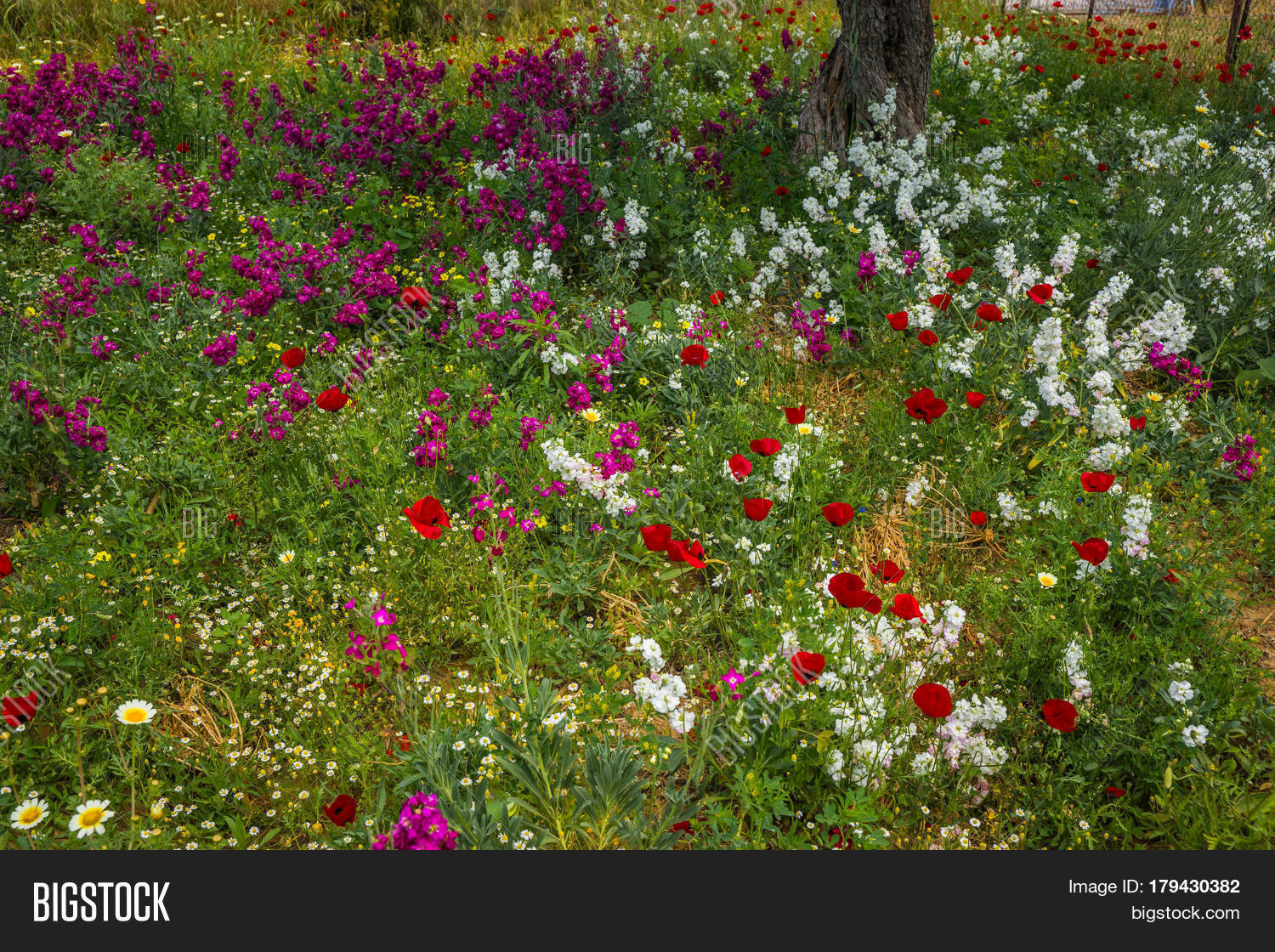 Field Colorful Spring Image & Photo (Free Trial) | Bigstock